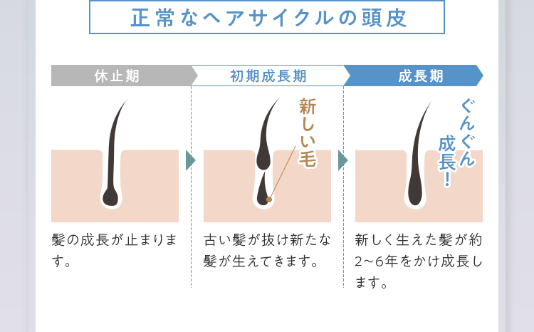 正常なヘアサイクルの頭皮